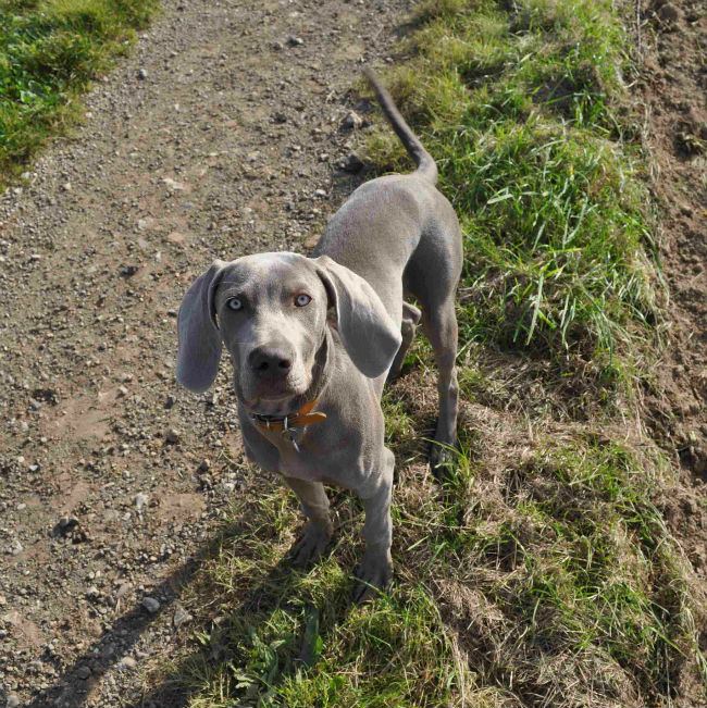Gasco des Gris de Beaurepaire
