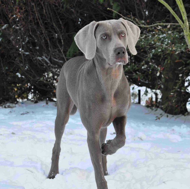 Gasco des Gris de Beaurepaire