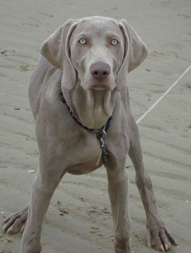 Gorky des Gris de Beaurepaire