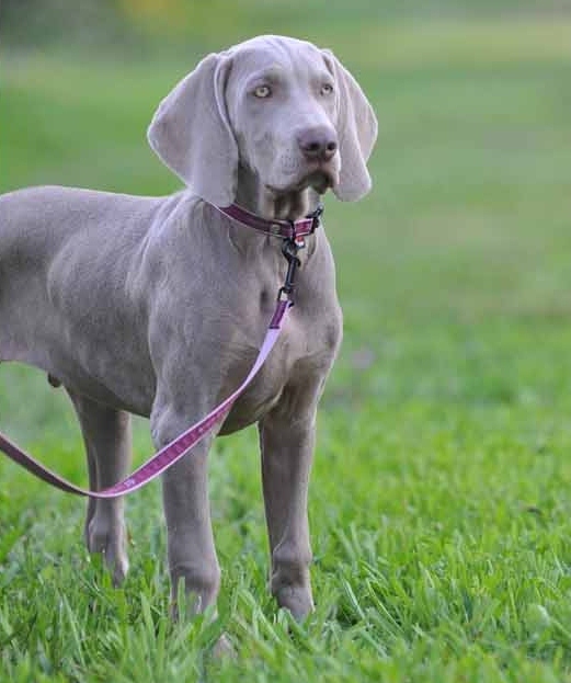 Grey Diamond des Gris de Beaurepaire