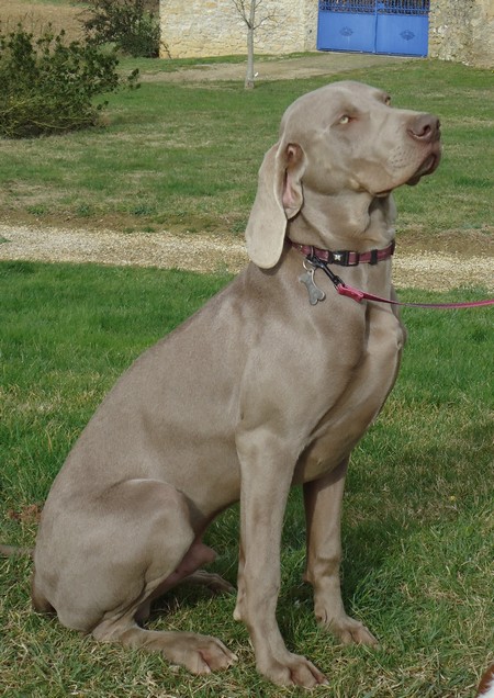 Grey Diamond des Gris de Beaurepaire