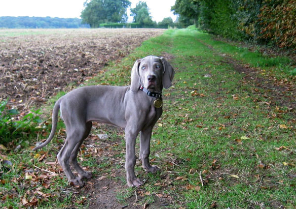 Griotte des gris de Beaurepaire