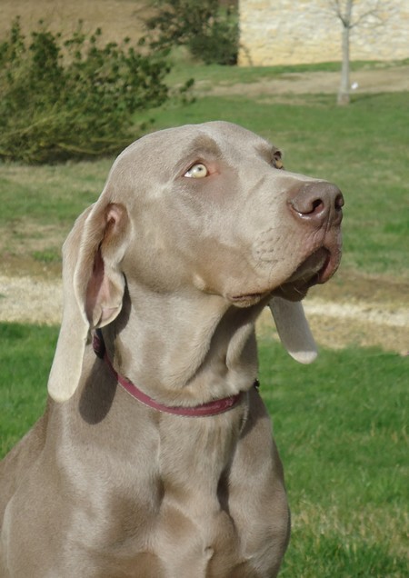 Grey Diamond des Gris de Beaurepaire