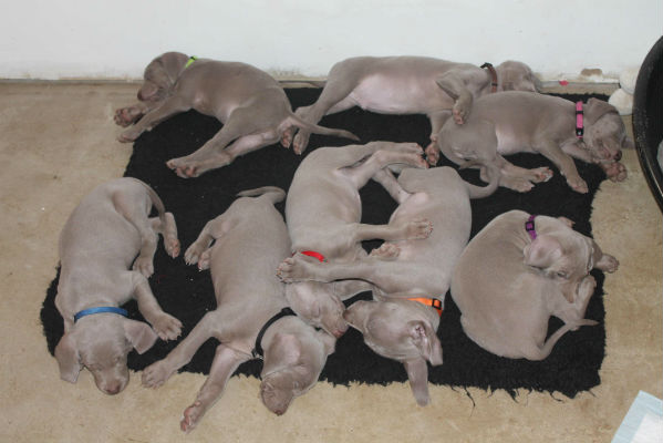 Semaine 6 -2012- Les Gris de Beaurepaire